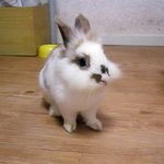 ★<b>밍밍</b>토끼 미모냥이★ 밍밍이가 보고싶어요 [4]