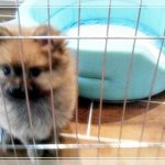 ★★★(<b>포메</b>)토리토리 밤톨이의 성장스토리 1탄★★★