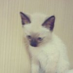 ★애교폭팔 우리고양이 콩이★