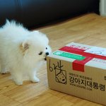 2탄★화이트 <b>포메</b> 모모차르트 사진 대방출 ㅋㅋㅋ★