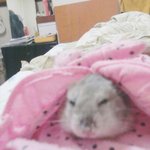 (사진이뜸)까비까비<b>햄스터</b>판까비나가신다