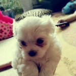 @@@@@@@우리집 귀요미를 소개합니다!!@@@@@@@