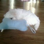 ===몸이 길어 슬픈 예삐===(귀염 주의)