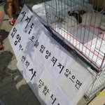 사지말고 입양하세요! 유기견을 알립시다!