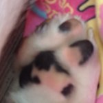 ☆★☆★☆짜리몽땅 <b>웰시</b>코기를 소개합니다☆★☆★☆