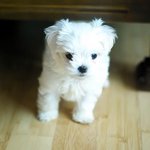 ★(동영상)★비교불가!!! 미모 빵~!!터지는 우리 또리