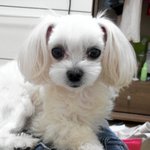 자기가 사람이줄 알고사는 <b>보리</b> 5탄!!!!!