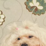 ★★★★★   코<b>석이</b>네 강아지 이야기 1탄!!   ★★★★★