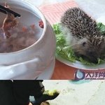 (약간혐오) <b>대륙</b>의 고슴도치 고기