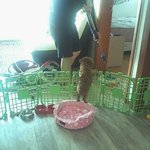 직립<b>보행</b>견 모모를 소개할께요!ㅋㅋㅋㅋㅋ
