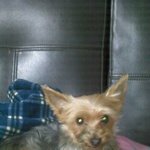 ★★★★★  코<b>석이</b>네 강아지 이야기 2탄!! ★★★★★