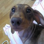 ★☆★☆★☆우리 <b>밤톨</b>이 귀염터지는사진 봐주세요 !!!!!