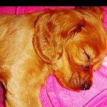 우리집막내아들♥박<b>몽이</b>♥자랑좀할게여(사진有)