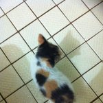 ★많이많이 봐주세요!(사진有)★ 길 잃은 아가 고양이의 새 주인이...
