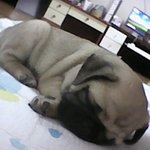 퍼그 계의 악동!!!!!!!   탱탱 찰지구나~★