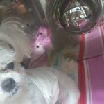 저번에 말티즈 물렸다고 쓴 글쓴이에요 ... 법률사무소 가서 상담받고...