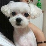 [<b>청주</b>] 저희 집 강아지 순돌이를 잃어버렸어요ㅠㅠ