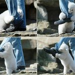 사람다리물어뜯는북극곰