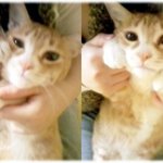 [고양이판] 우리집 할망구를 소개합니다 ^^*(사진有)