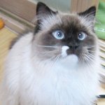 ★남양주시 퇴계원 h동물병원 분노와 격정의 진료 후기