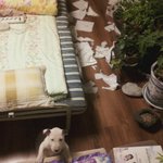★미니어처 불테리어 볼볼이~★