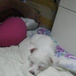 <b>믹스</b>견도사랑받고자랍니다!