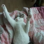 [고양이판] 고양이 아니야.. 너 좀 그래...