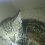 부산) 불쌍한 새끼 길고양이 ㅠㅠ