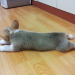 <b>웰시</b>코기 "산이" 의 자는모습 퍼레이드