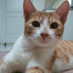 ※ㅊ ㅣ타를소개합니다※