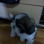 사랑하는 내시끼^^ ♥<b>슈리</b>♥ *성장기1*