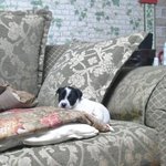 (2탄!!!)☆★☆까비의 폭풍 성장기(귀염주의:d)☆★☆