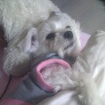 예민한질투의화신 말티즈들의일상