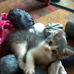 우리집 기절고양이 ★4탄★