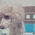 <b>에라</b>이 po푸들werㅋㅋㅋㅋㅋ(사진 포도씨有)