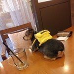 ★사진有.　우리집강아지좀보실래요.?★