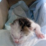 곧 죽을 불쌍한 고양이의 사연을 들어주세요 제발......