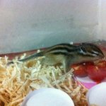 <b>숲속</b>에 사는 다람쥐랑 같이 살아요