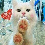 스압주의>사람인지 갠지 고양인지.