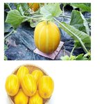 ★<b>사진</b>有일본엔없는거.<b>jpg</b>★