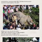 [허당엉아]사람을 17명이나 잡아먹은 <b>식인</b> 코끼리