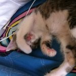 내동생냥이(치즈)  잘크고있thㅓ요!!!!