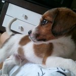 악마견 비글? 우리집온지 1년 뚜둥 (사진 有 동영상 有)