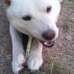 ☆★☆[보너스탄!!]진돗개 달콤이를 소개함돠~★☆★