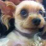 귀염열매 먹은 우리집 <b>요키</b> 이야기