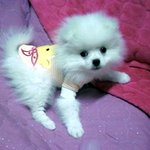 우리집 상전 <b>포메</b> 밍♡ :d