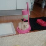 정말 사랑하는 가족이생겨써용ㅎㅎ크림 포메♡