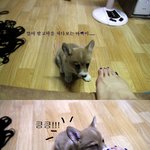 [<b>웰시</b>코기] <b>웰시</b>코기 가족과 노처녀 -ㅅ-의 육아일기 ...