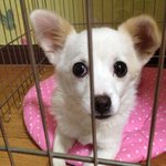 (대전)★ 3色꼬리 강아지 주인찾습니다 !! ★