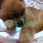 ♥♡♥♡♥♡똘이사진 대 방 출! -포메라<b>이언</b>♥